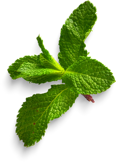 Isolated Cutout PNG